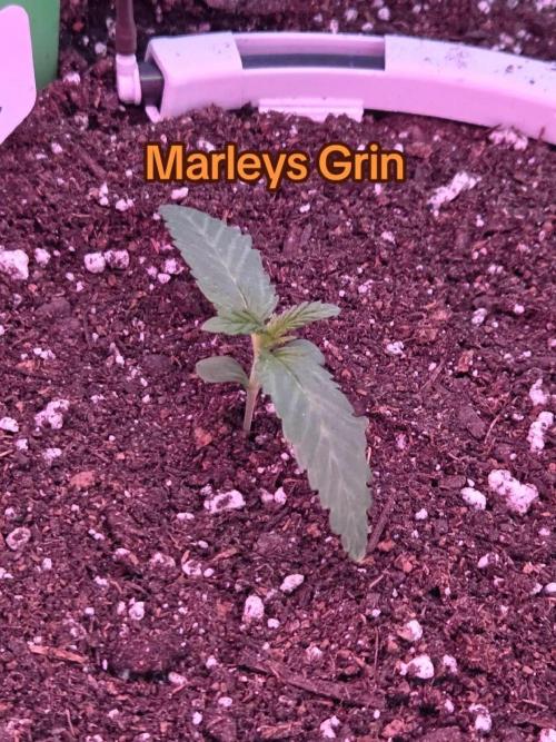 Marleys Grin - Illuminauto #51. Week 2 - Day 10
