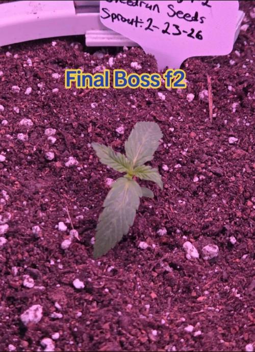 Final Boss f2. Week 2 - Day 10