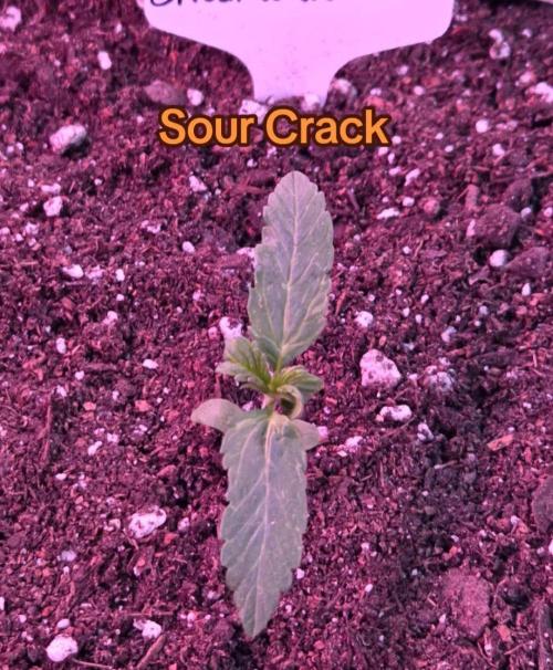 Sour Crack. Week 2 - Day 10