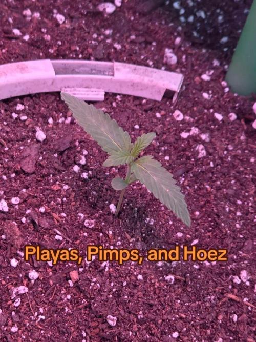 Playas, Pimps, and Hoez- Limited Release. Week 2 - Day 10