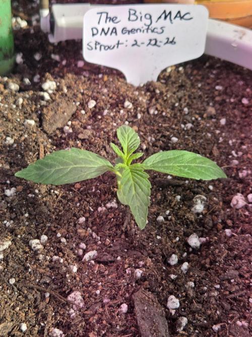 The Big Mac Auto. Week 2 - Day 12