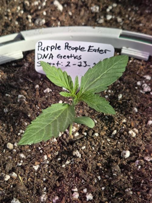 Purple People Eater Auto. Week 2 - Day 12