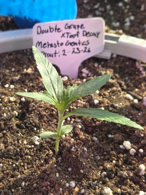 Double Grape x Toof Decay - TESTER. Week 2 - Day 12