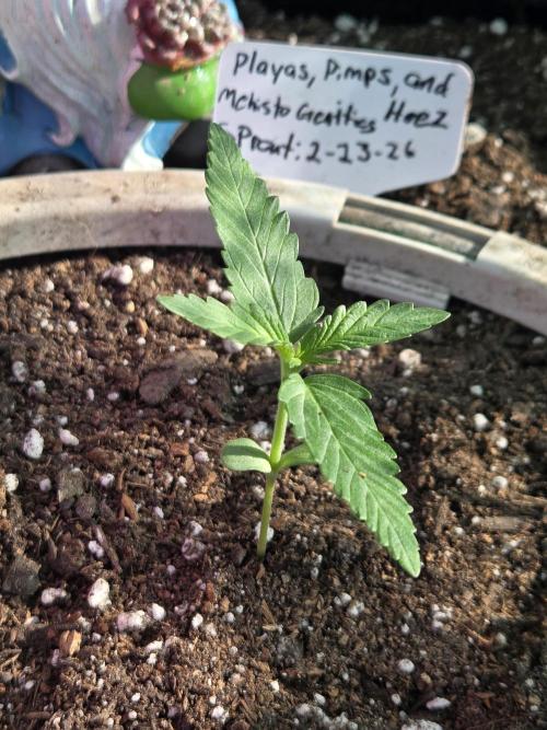 Playas, Pimps, and Hoez- Limited Release. Week 2 - Day 12