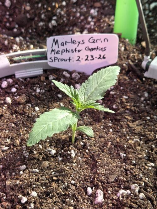Marleys Grin - Illuminauto #51. Week 2 - Day 12
