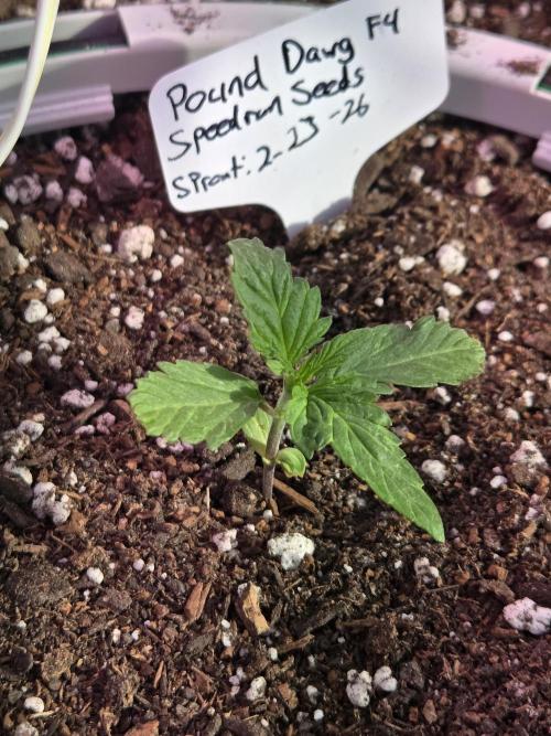 Pound Dawg f4. Week 2 - Day 12