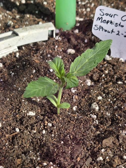 Sour Crack. Week 2 - Day 12