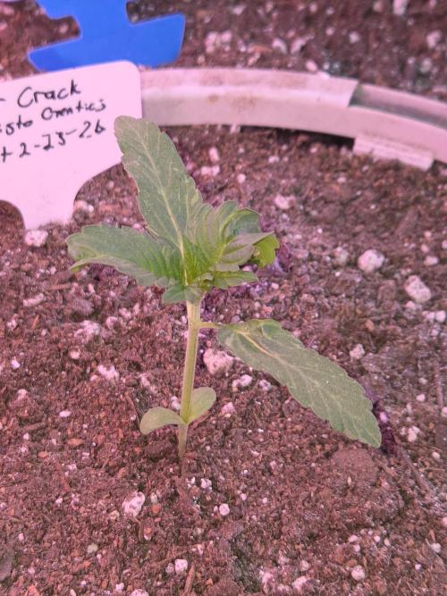 Sour Crack. Week 2 - Day 13