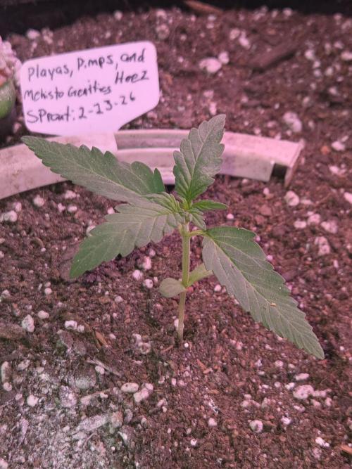 Playas, Pimps, and Hoez- Limited Release. Week 2 - Day 13