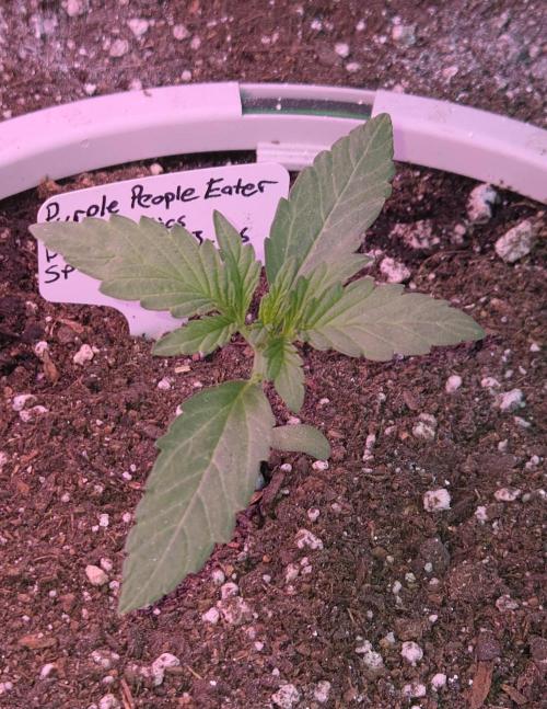 Purple People Eater Auto. Week 2 - Day 13
