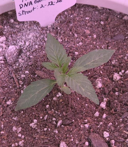 The Big Mac Auto. Week 2 - Day 13