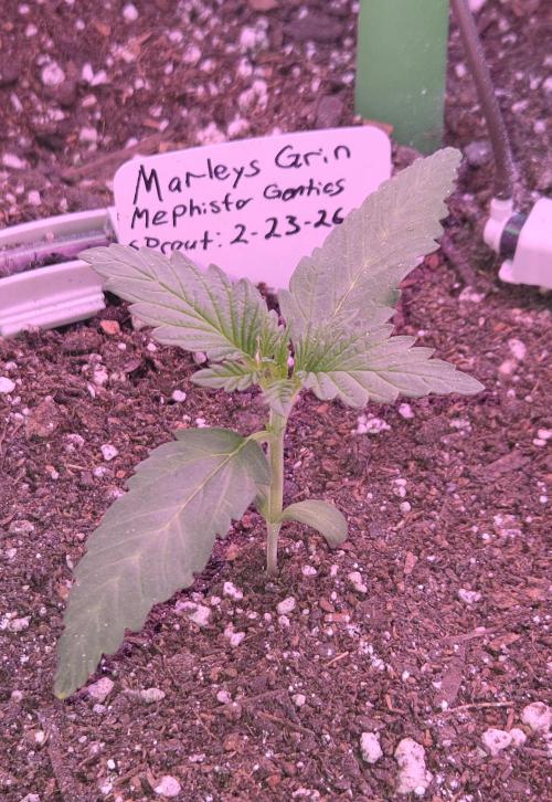 Marleys Grin - Illuminauto #51. Week 2 - Day 13