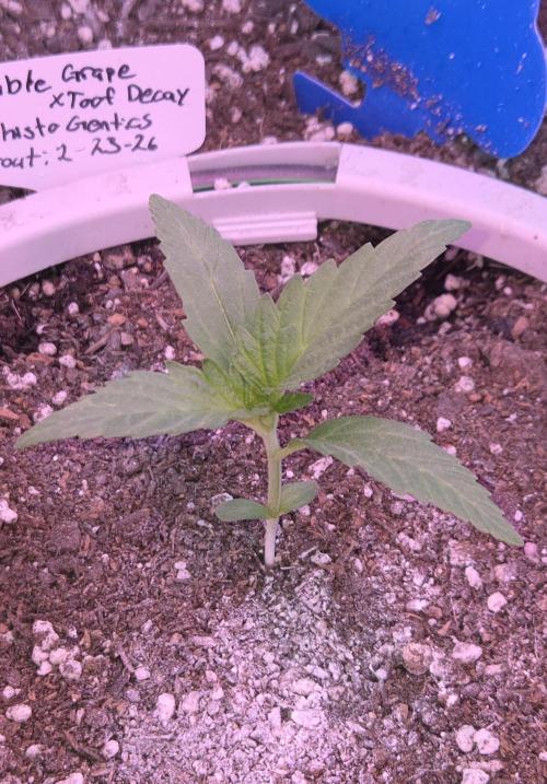 Double Grape x Toof Decay - TESTER. Week 2 - Day 13