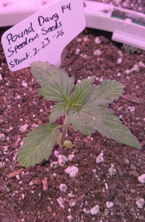 Pound Dawg f4. Week 2 - Day 13