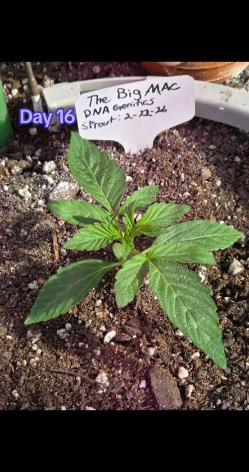 The Big Mac. Week 3