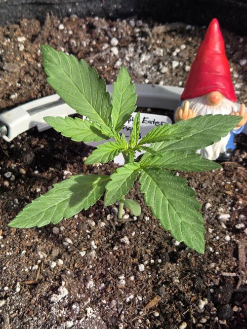Purple People Eater Auto. Week 3 - Day 16