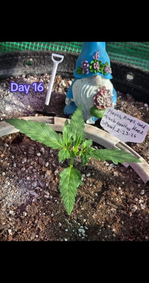 Playas, Pimps, and Hoez- Limited Release. Week 3 - DAY 16