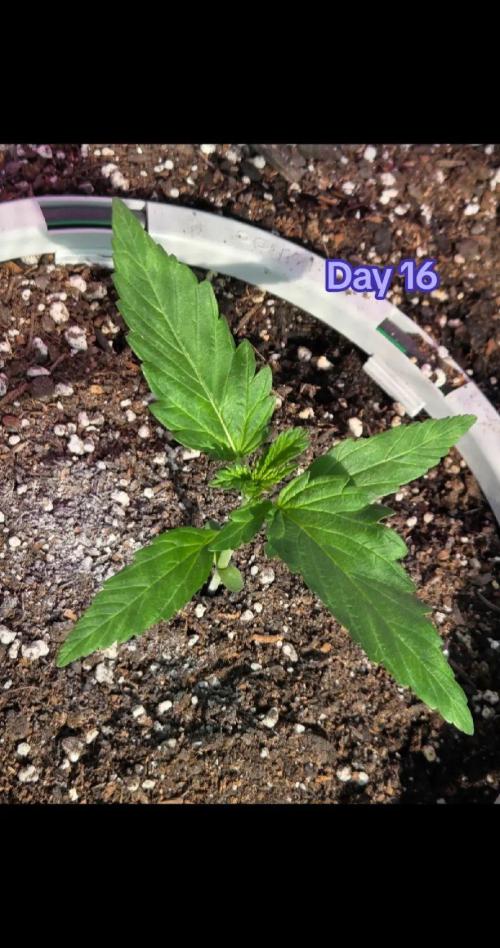 Double Grape x Toof Decay - TESTER. Week 3 - Day 16