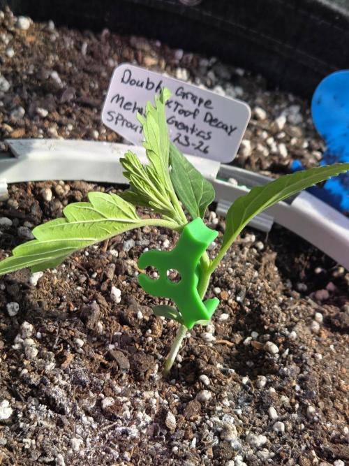 Double Grape x Toof Decay - TESTER. Week 3 - Day 16