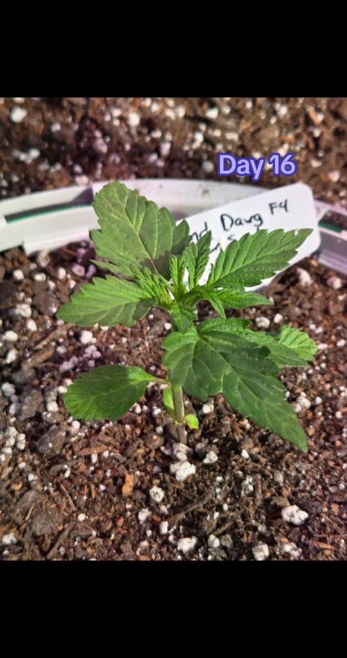 Pound Dawg f4. Week 3 - Day 16