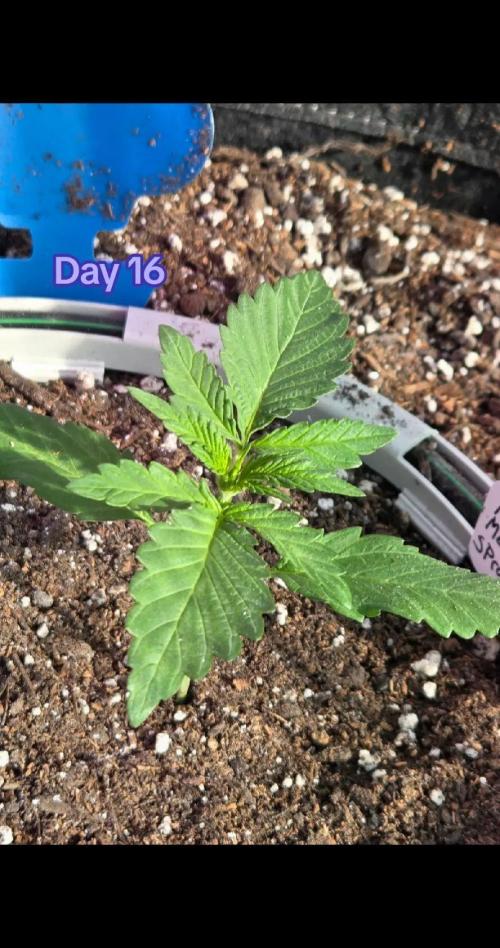 Marleys Grin - Illuminauto #51. Week 3 - Day 16