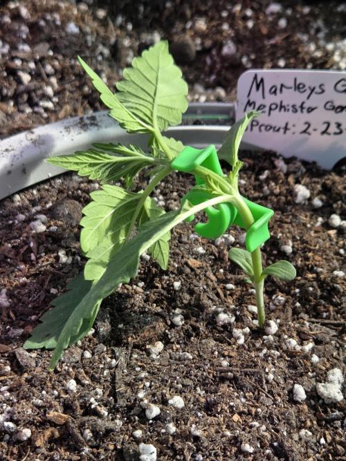 Marleys Grin - Illuminauto #51. Week 3 - Day 16 Training 
