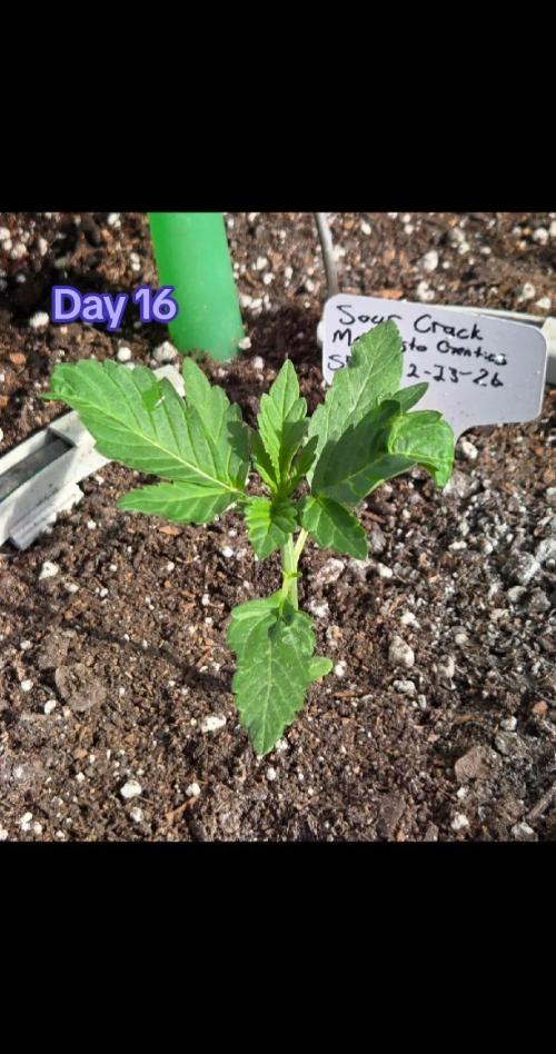 Sour Crack. Week 3 - Day 16