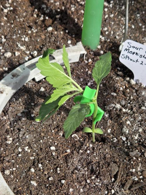 Sour Crack. Week 3 - Day 16 Training day!