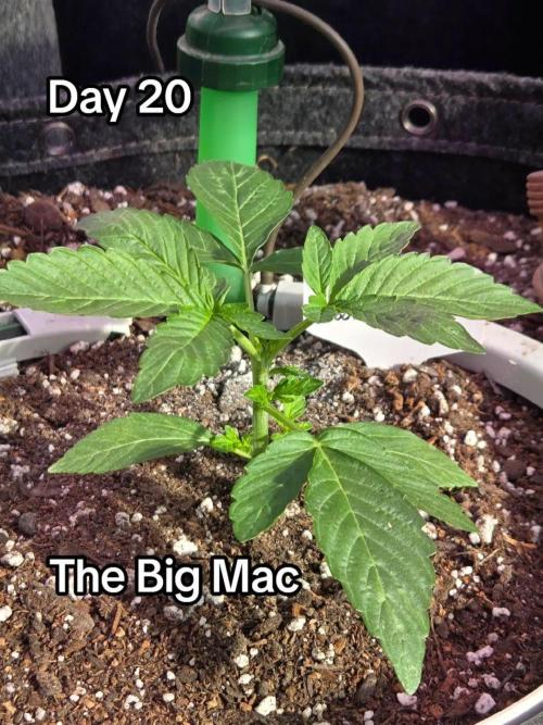 The Big Mac. Week 3