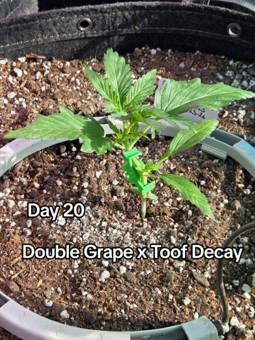 Double Grape x Toof Decay - TESTER. Week 3 - Day 20