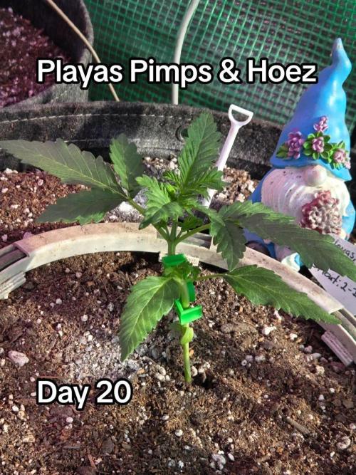 Playas, Pimps, and Hoez- Limited Release. Week 3 - Day 20