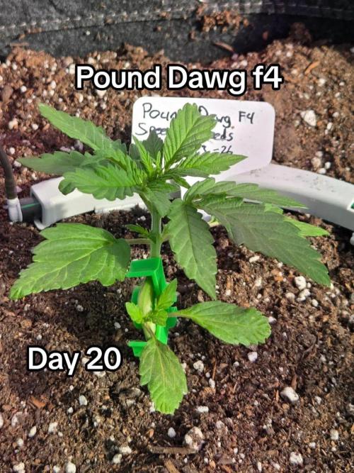 Pound Dawg f4. Week 3 - Day 20