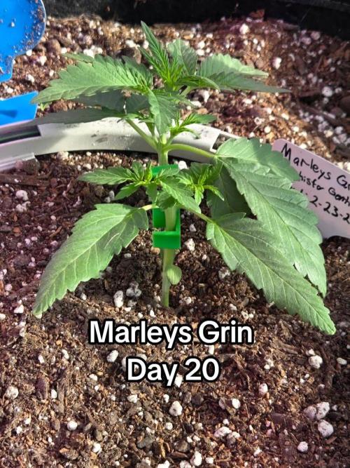 Marleys Grin - Illuminauto #51. Week 3 - Day 20