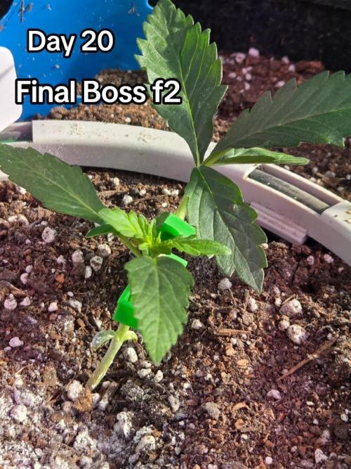 Final Boss F2. Week 3