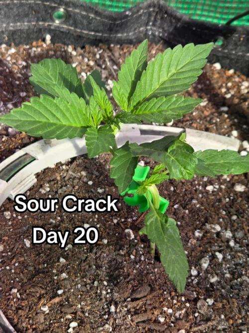 Sour Crack. Week 3 - Day 20