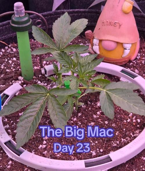 The Big Mac. Week 3