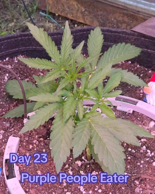 Barrina. Week 3