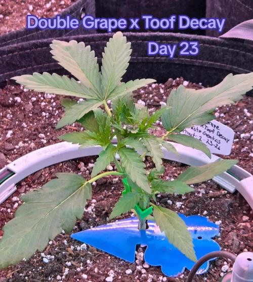 Double Grape x Toof Decay - TESTER. Week 3 - Day 23