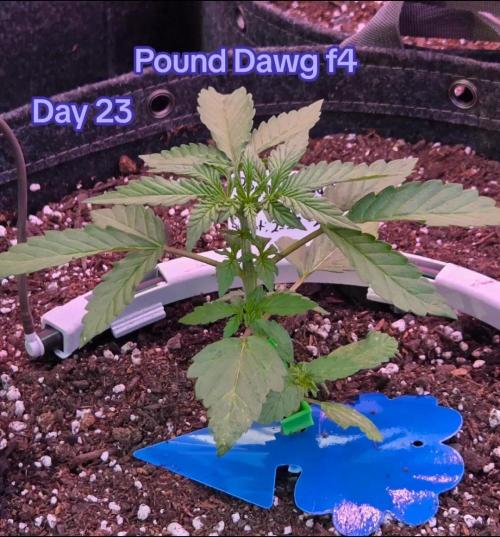 Pound Dawg f4. Week 3 - Day 23