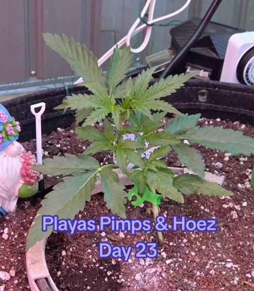 Playas, Pimps, and Hoez- Limited Release. Week 3 - Day 23