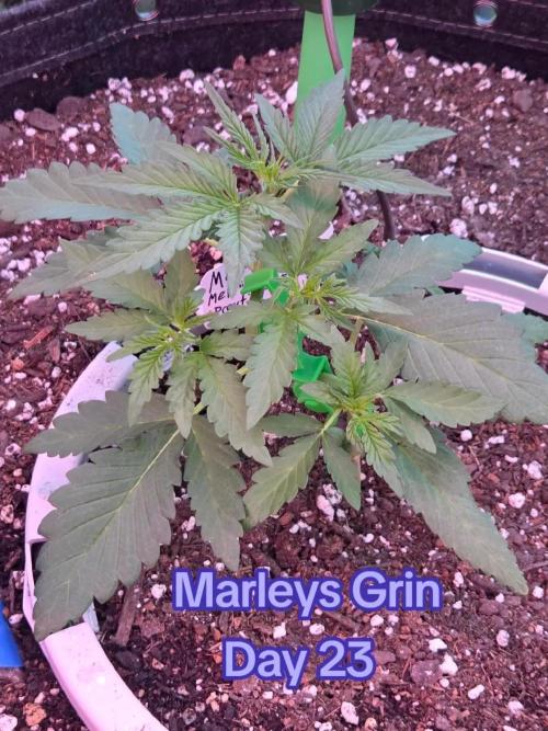 Marleys Grin - Illuminauto #51. Week 3 - Day 23