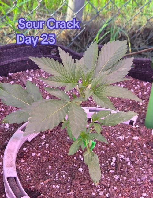 Sour Crack. Week 3 - Day 23