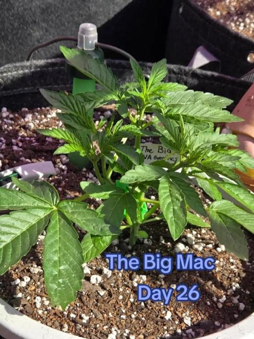 The Big Mac. Week 3