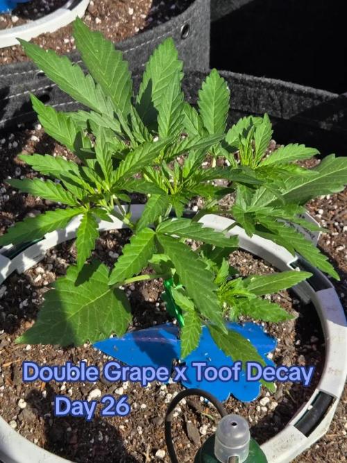 Double Grape x Toof Decay - TESTER. Week 3 - Day 26