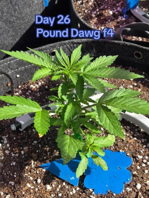 Pound Dawg f4. Week 3 - Day 26