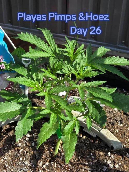 Playas, Pimps, and Hoez- Limited Release. Week 3 - Day 26