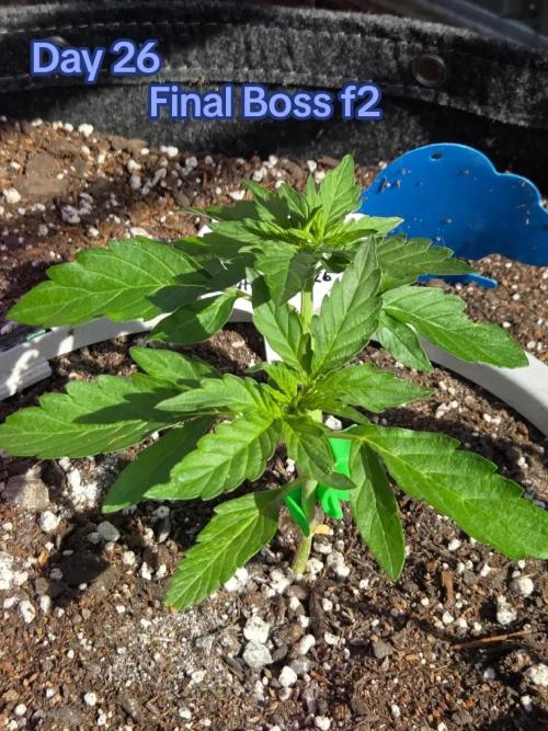Final Boss F2. Week 3