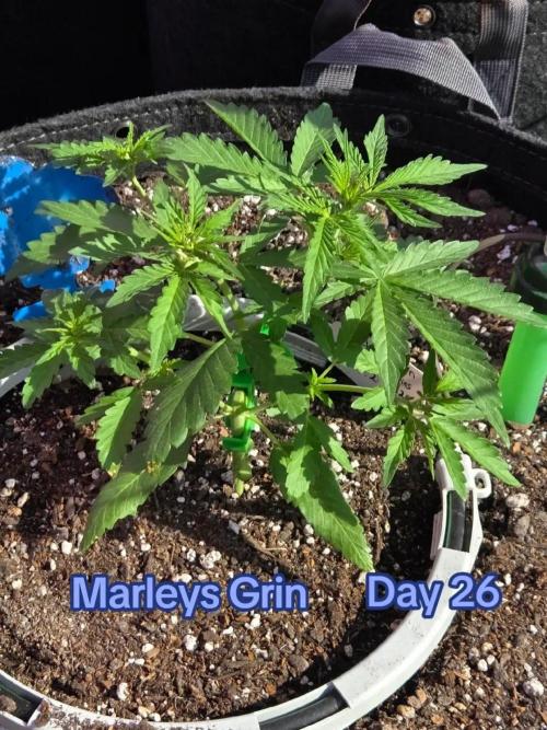 Marleys Grin - Illuminauto #51. Week 3 - Day 26