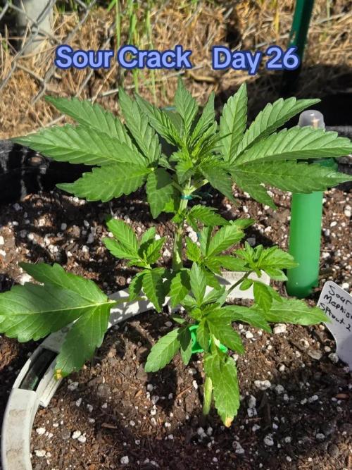 Sour Crack. Week 3 - Day 26