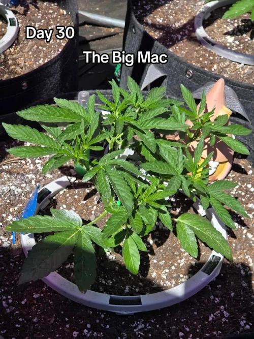 The Big Mac. Week 4